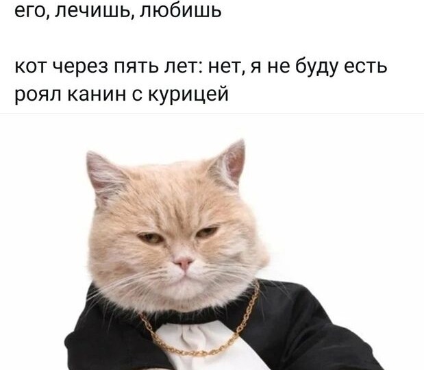 Прикольные мемы с хвостатыми-усатыми мурлыками