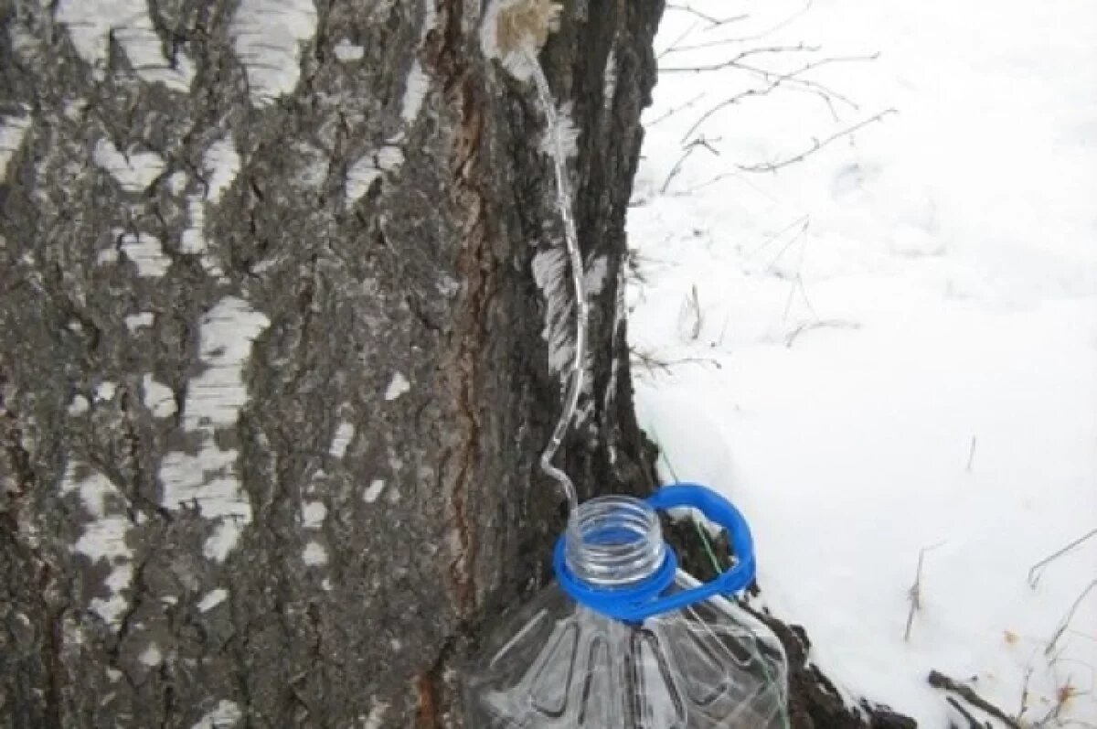    Саратовцы начали продавать березовый сок от 80 рублей за литр