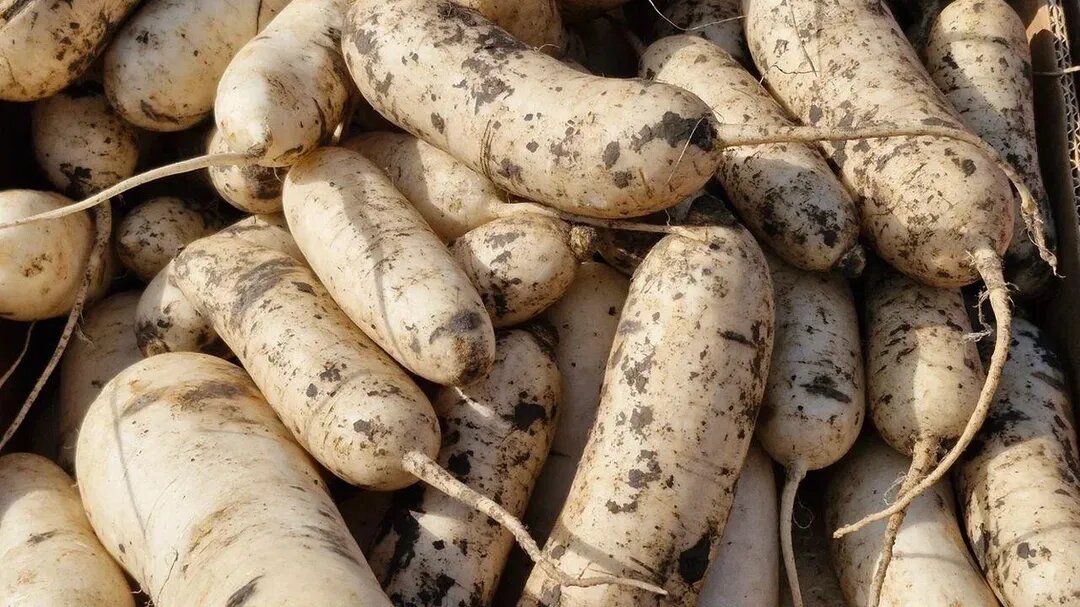  Фото: REGIONS/Наталья Надточая