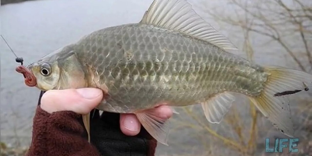 Как ловить карася в апреле? Секреты ловли от опытного рыбака.