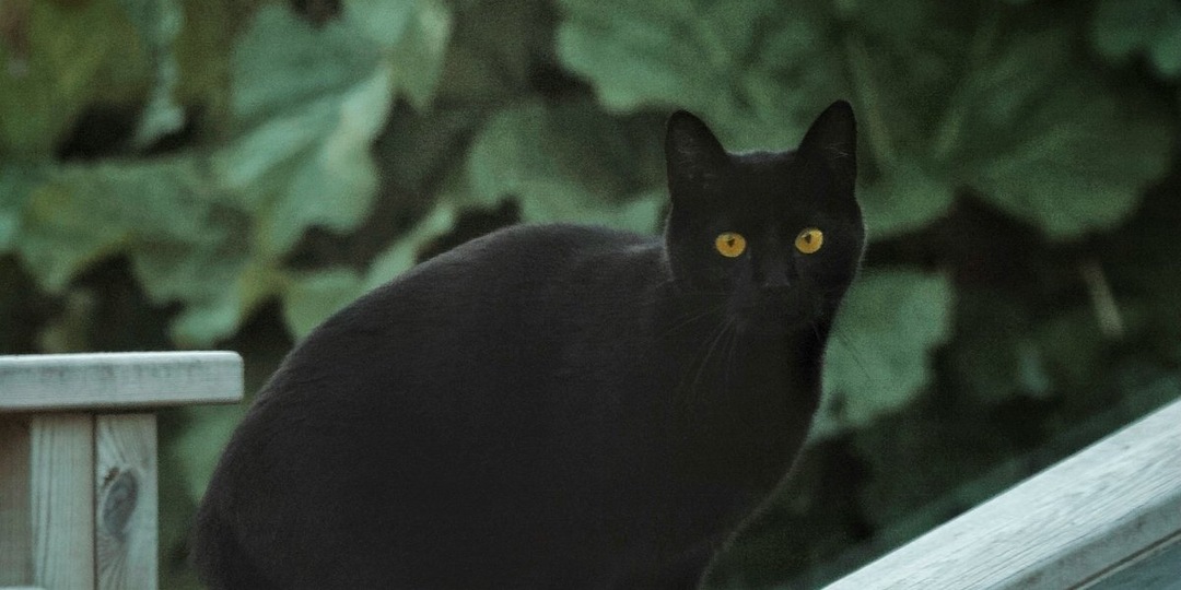 Кошачий навигатор: эксперт рассказала, как питомцы находят дорогу домой