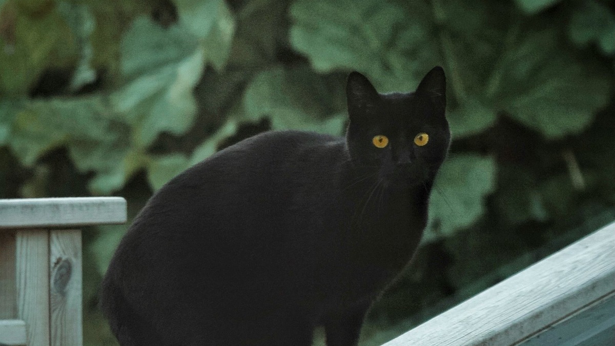    Загадка навигации — почему одни кошки преодолевают десятки километров, чтобы вернуться домой