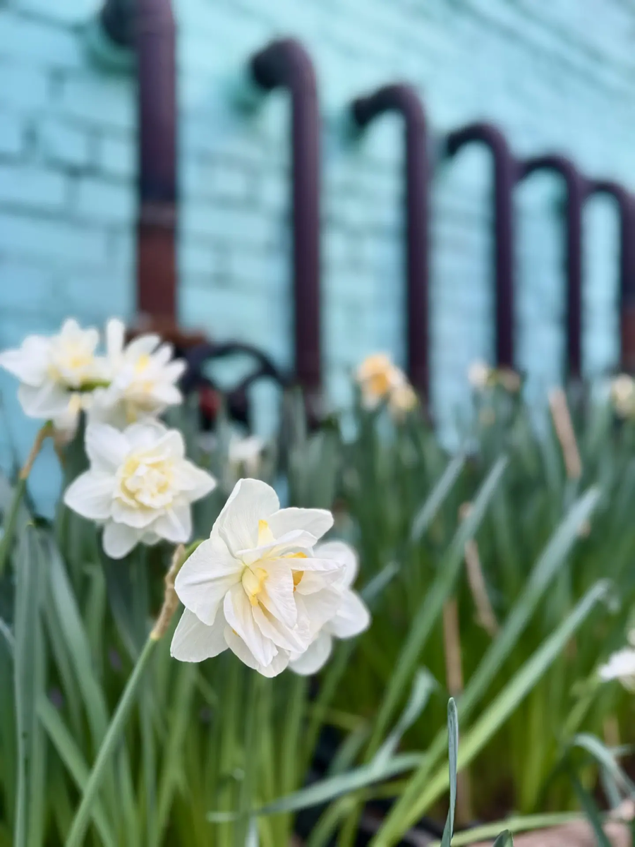 Это, кстати, мы перед 8 Марта на выставку в Ботанический сад ходили, у нас - в Волжском 🌷 Было очень красиво! Контента понаснималаааа - буду теперь всю весну аффирмации писать и прогнозы сопровождать такими иллюстрациями