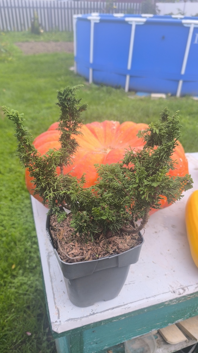 Malonyana Holub в размере С2. Корне масса смотри следующий слайд.