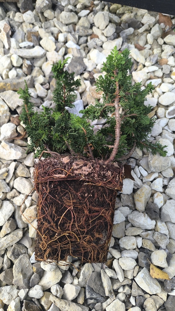 Корневой ком очень хорший.