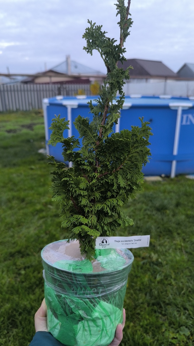 Туя западная Zmatlik (Зматлик) от Русинова, очнь хороший экземпляр с корнями там тоже все впорядке.
