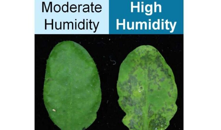    Фото: Nara Institute of Science and Technology