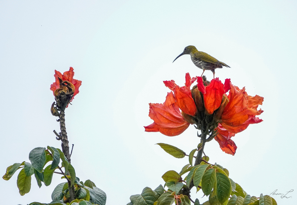 Пестрая пауколовка