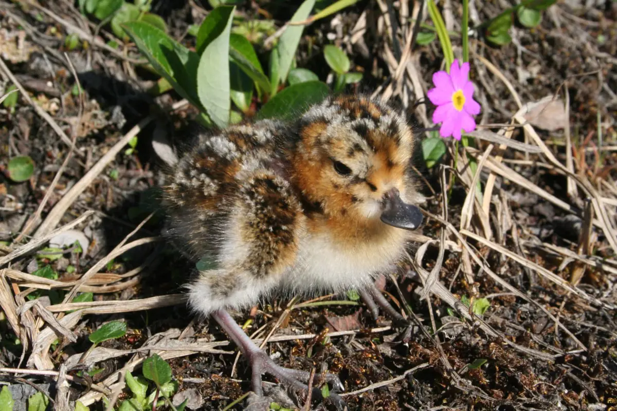 Птенец кулика-лопатня. Фото: Русское общество сохранения и изучения птиц им. М. А. Мензбира