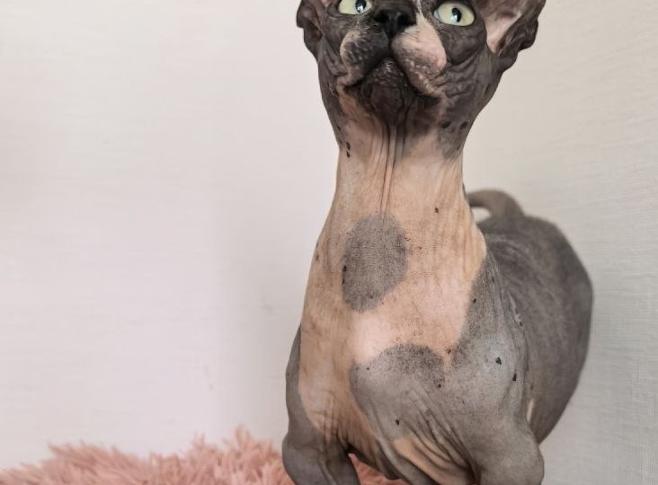 Искусство — это не то, что вы видите, а то, что заставляете других видеть