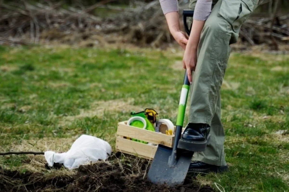    Если почва подсохла, пора начинать приводить участок в порядок