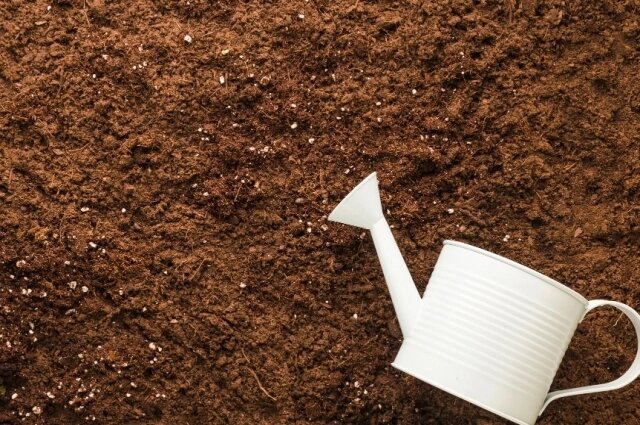    Нужно хорошо увлажнить почву хотя бы на глубину штыка лопаты Фото: freepik.com