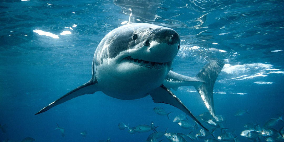 От защиты кожи до укрепления иммунитета: чем полезен сквалан — уникальный компонент акульего жира