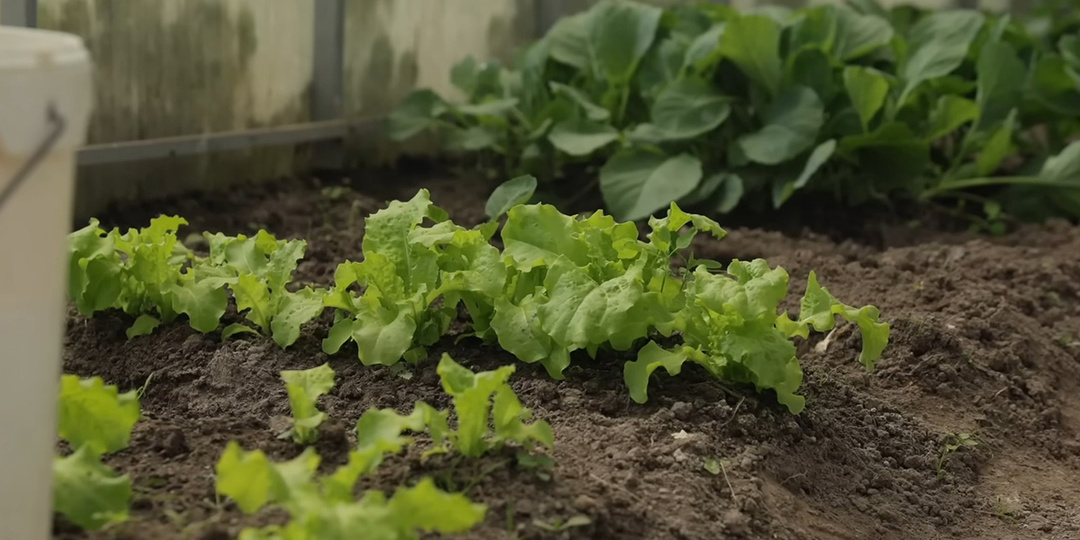 Что посеять в теплице, чтобы получить урожай до выращивания основных культур? Отвечает садовод