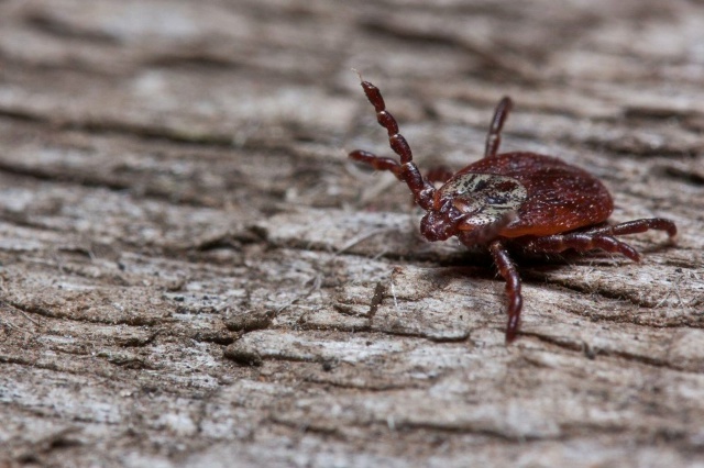 Фото сайта правительства РО