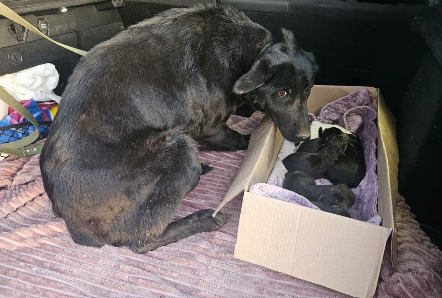 Последние минутки их жизни шли до конца в ведре...