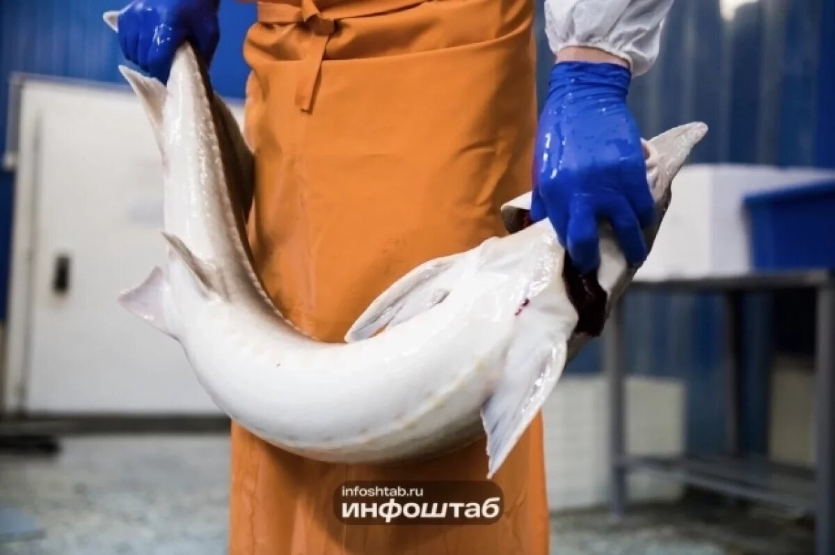    Штраф 700 000 рублей: астраханец дорого заплатил за краснокнижную рыбу