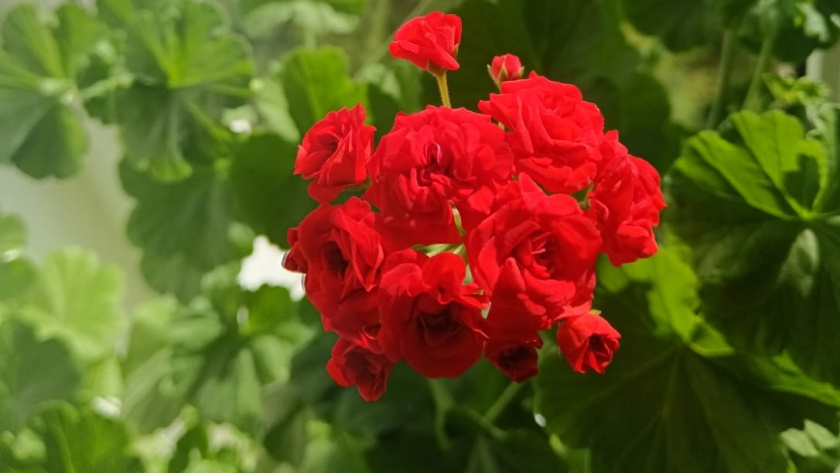    фото smilekaluga.ru