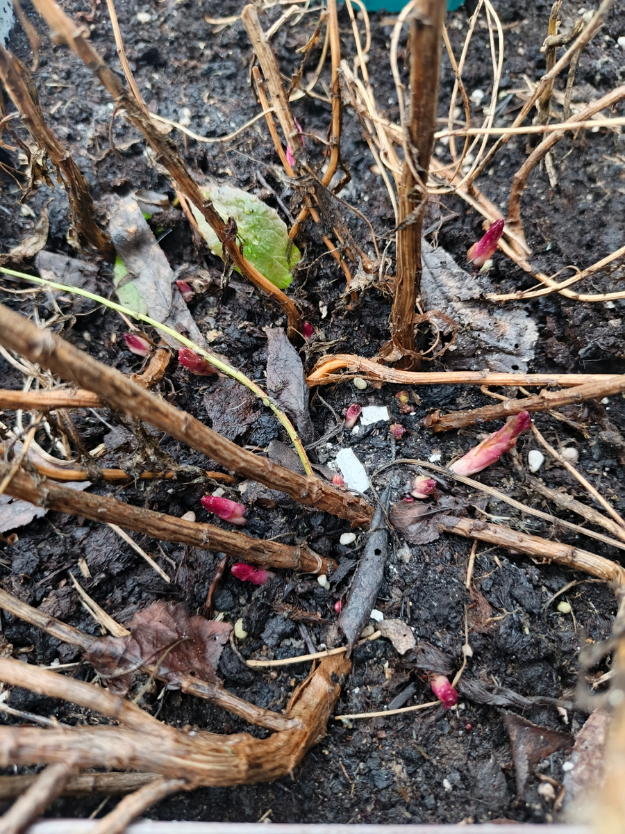 Тархун гонит почки после зимовки