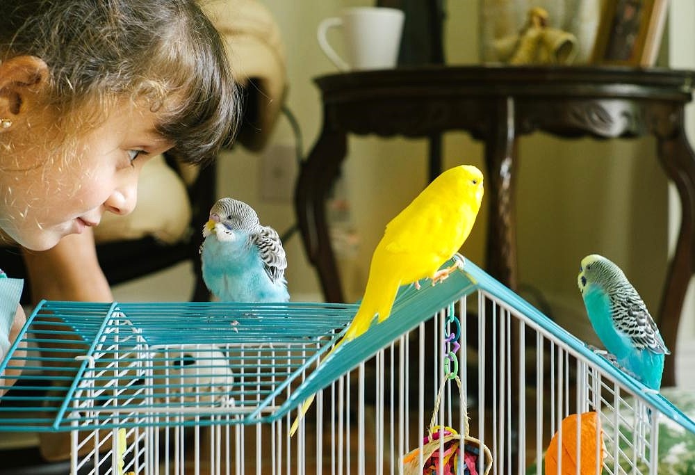 Доброе утро, волнистики!