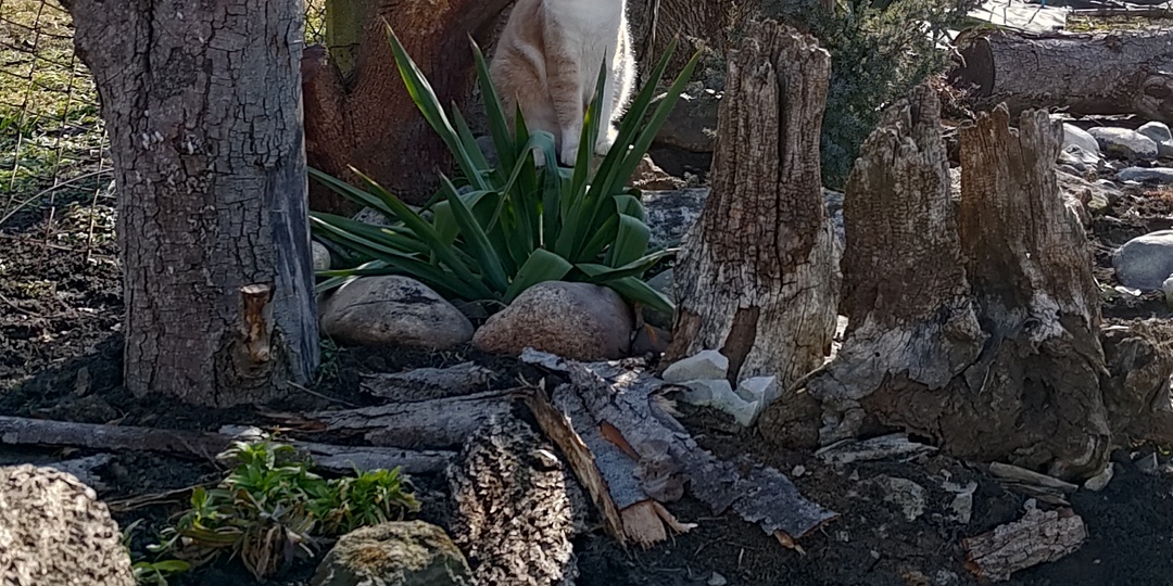 Палисадник в огороде.