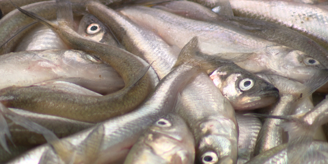 Дешево не будет: почему в Петербурге выросли цены на корюшку