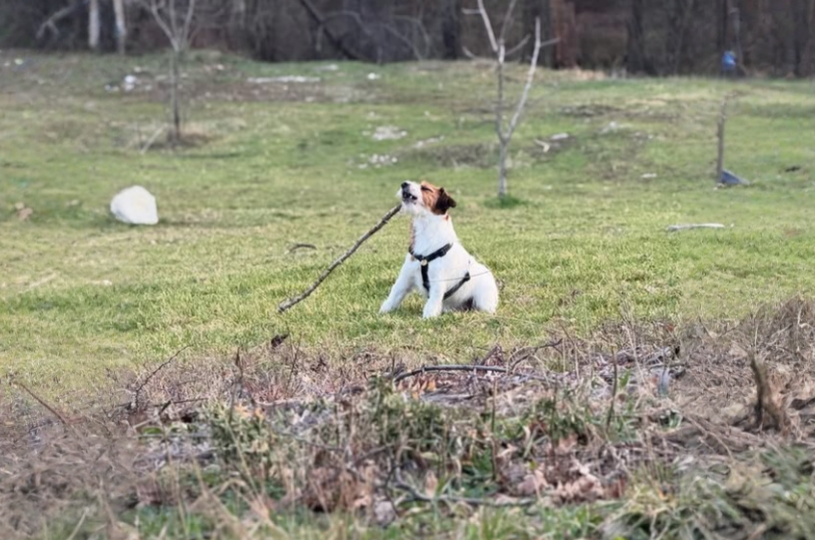 Дрессировка джек-рассела: рассказываю лайф-хаки, как я дрессирую Алтая. Меня научил опытный зоолог