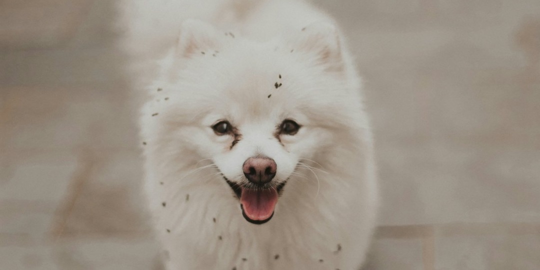 Когда денег нет: история питомцев, которым пришлось искать новый дом