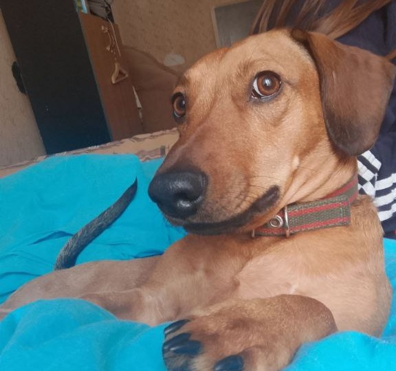 📸Вальяжный привет от Милы — маленькой собачки с большой фотогеничностью!