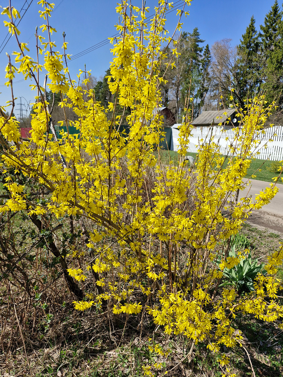 Форзиция в прошлом году .