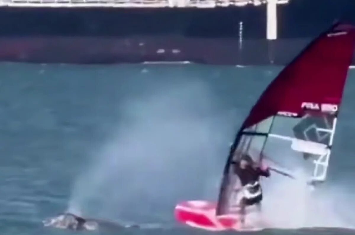    Появились кадры столкновения виндсерфера с вынырнувшим китом в США