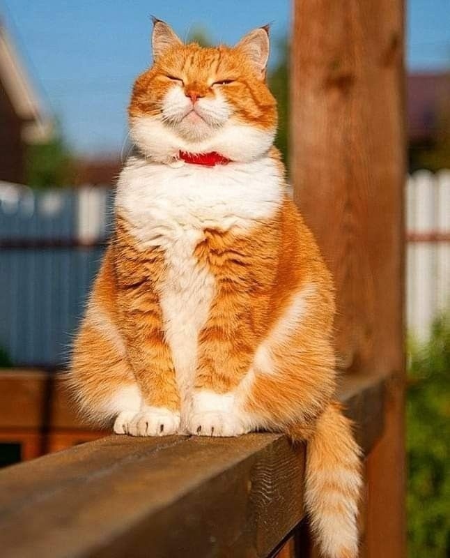 иллюстрация из яндекс картинки.