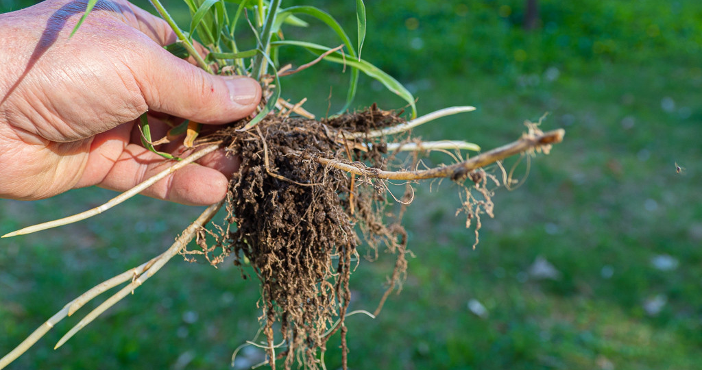 Нашла слабое место пырея — теперь исчезает сам: делюсь способом