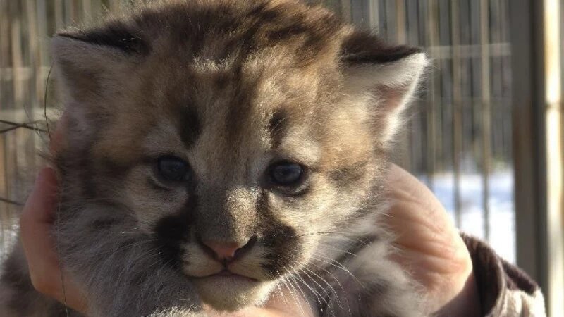     Котенок Саян из Барнаульского зоопарка. Барнаульский зоопарк