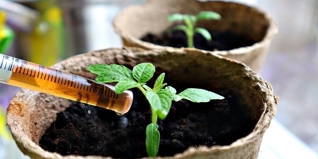 6-7 часов и рассада томатрв здорова: природная советская подкормка для помидоров