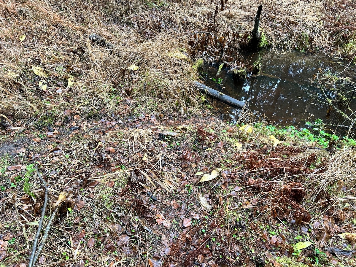 Вот такой свой собственный путь бобра