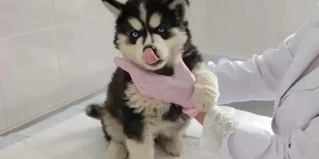 Саратовские ветеринары спасли щенка хаски от застрявшей кости в пасти