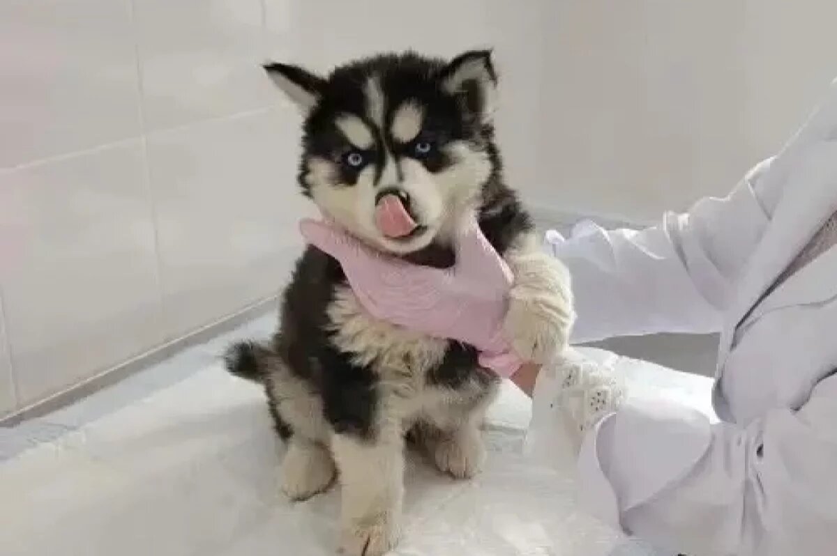    Саратовские ветеринары спасли щенка хаски от застрявшей кости в пасти