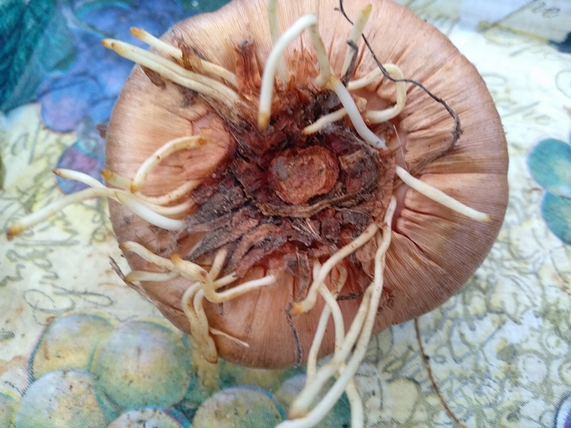 Так выглядела одна из луковиц