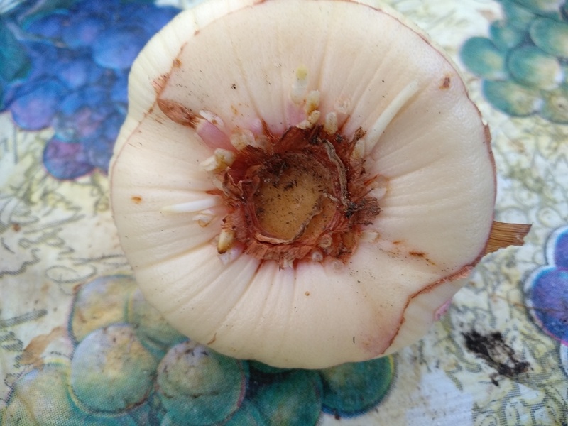 Как пример — одна из луковиц после удаления корней