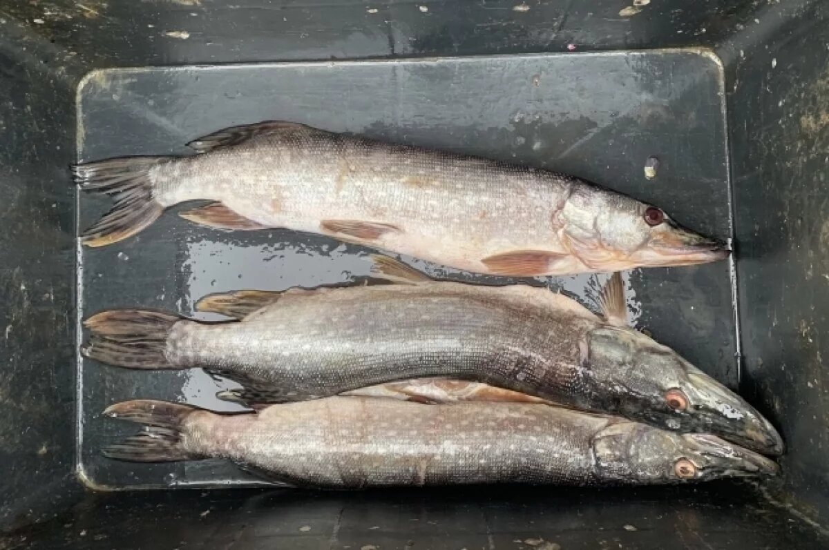    В Тюменской области проверяют озера на гаффскую болезнь рыбы