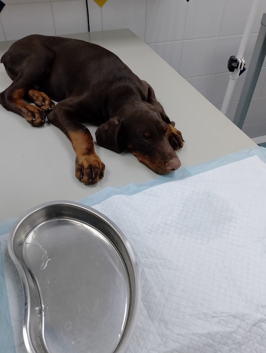 Ввели наркоз перед операцией. 