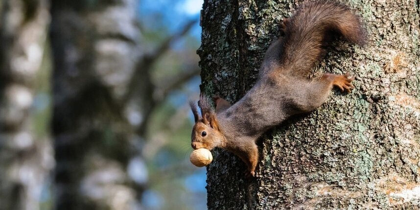    Алёна Бобрович