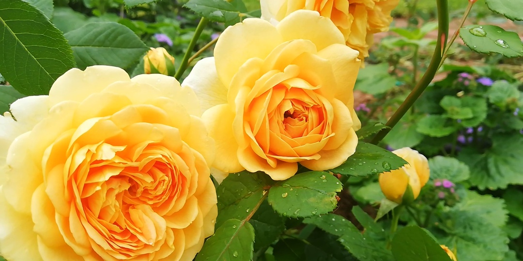 АПРЕЛЬ. РОЗЫ. ОТВЕТЫ НА ВОПРОСЫ.