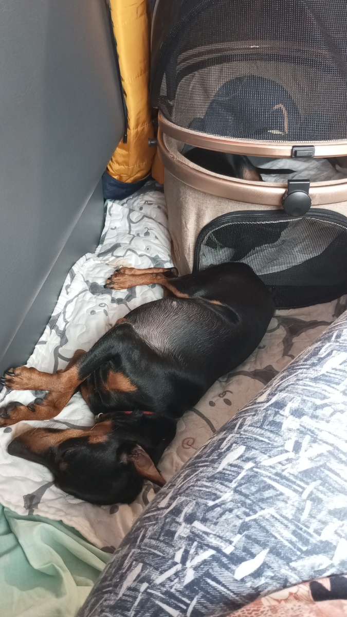 Один в норке, вторая под боком))