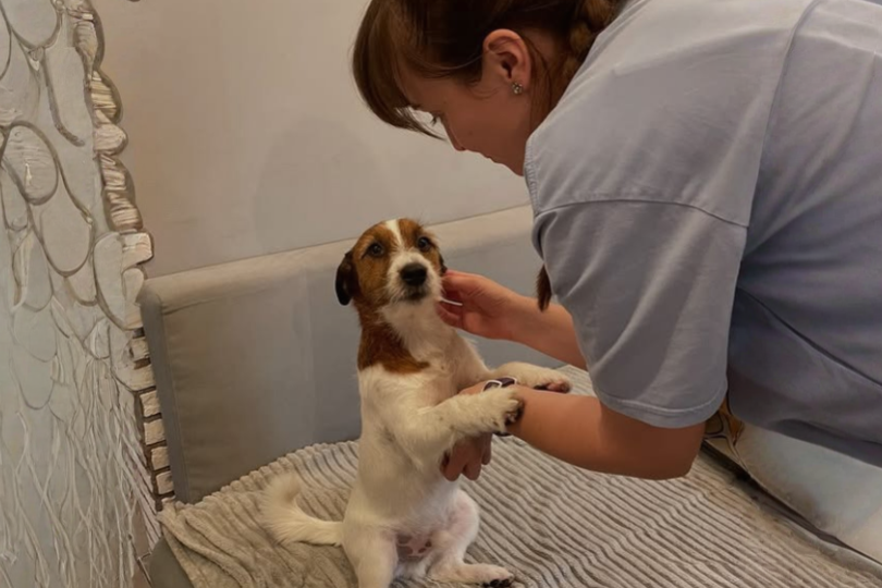 Как я распознала пищевую аллергию у своего джек-рассела: симптомы, которые многие могут упустить