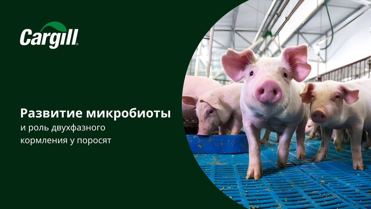 Ольга Кудинова (руководитель направления стратегического маркетинга и технологий, свиноводство)