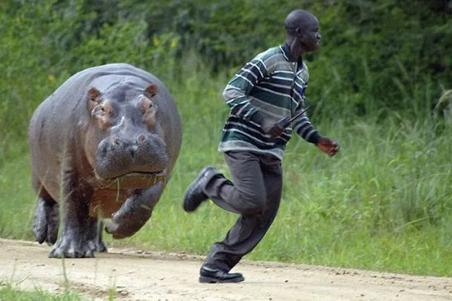 - Эй, двуногий, тебе кто траву косить разрешал?