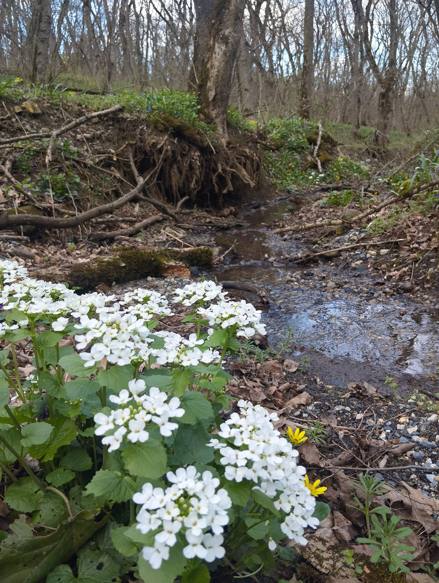 Природа сегодня такие букеты мне дарила