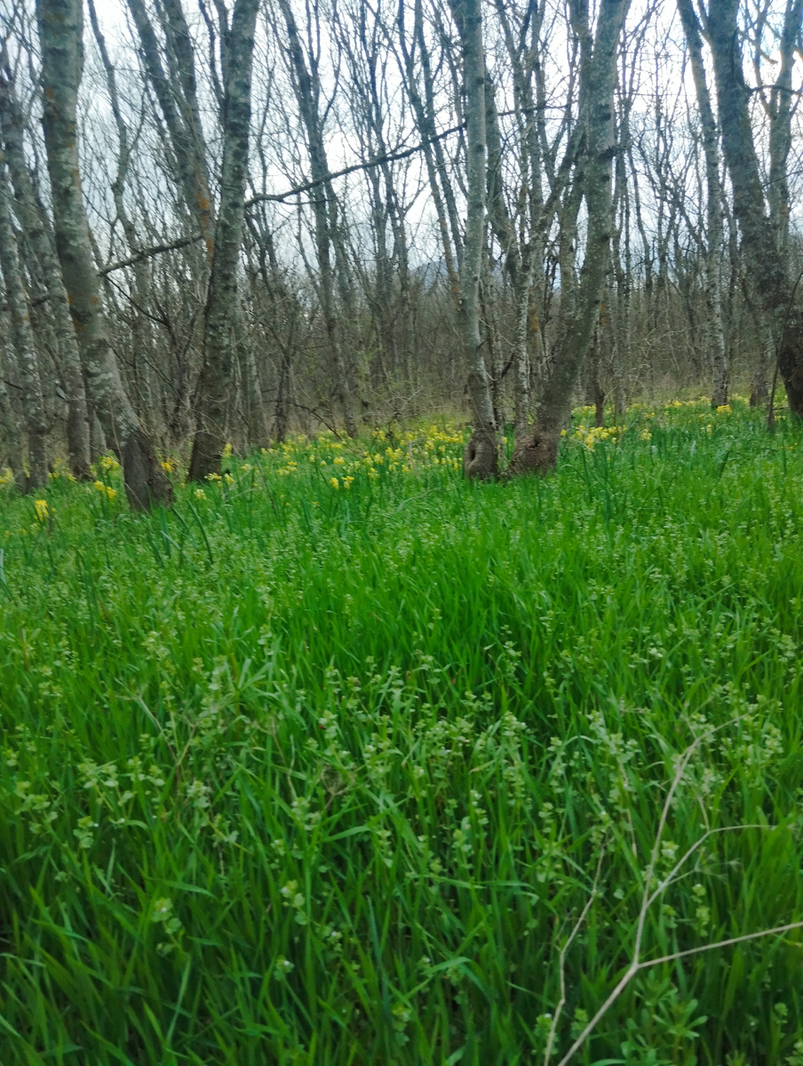 Зеленеет низ, скоро и верх зеленеть начнёт 